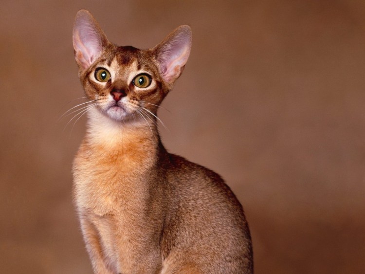 Абиссинец дикий окрас
