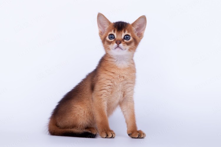 Египетская кошка Абиссинская