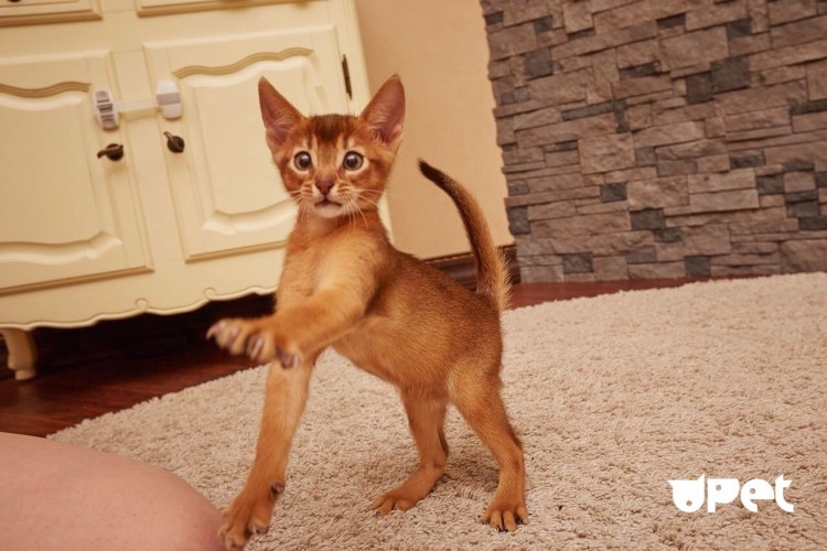 Абиссинская кошка пятнистая