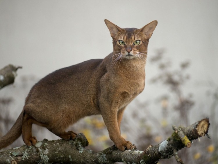 Эфиопская кошка абиссинец