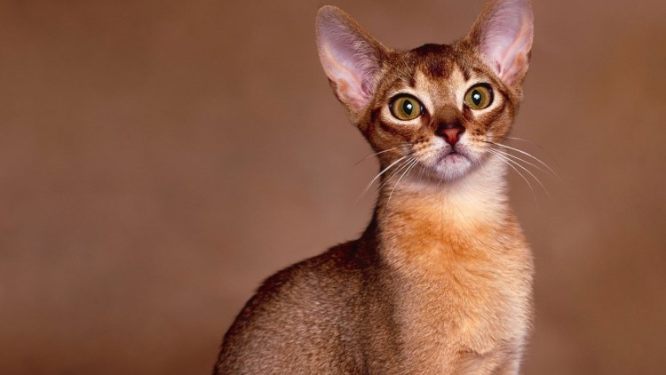 Сингапурская кошка Абиссинская