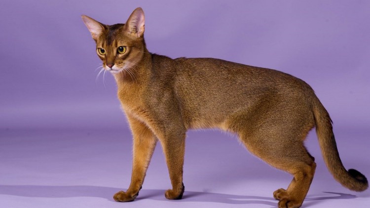 Абиссинская кошка полосатая