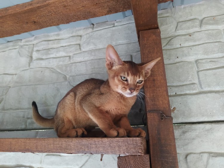 Сомалийская кошка