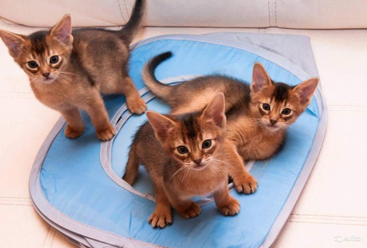 Кот породы абиссинец