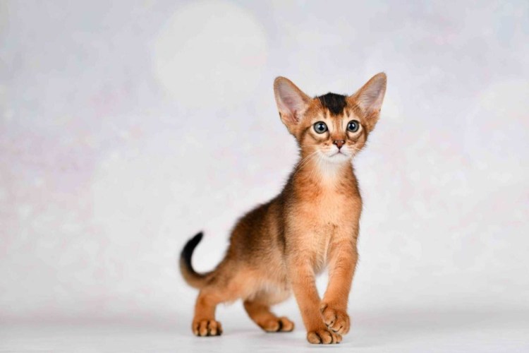 Абиссинская кошка черная