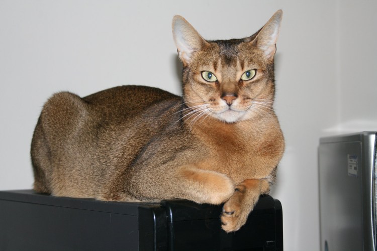 Чаузи ф1 абиссинский