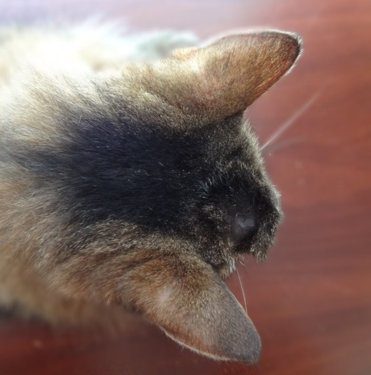 Шишечка на голове у кошки