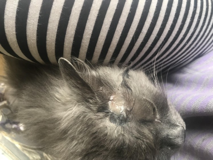 Аккуратная шишка на голове