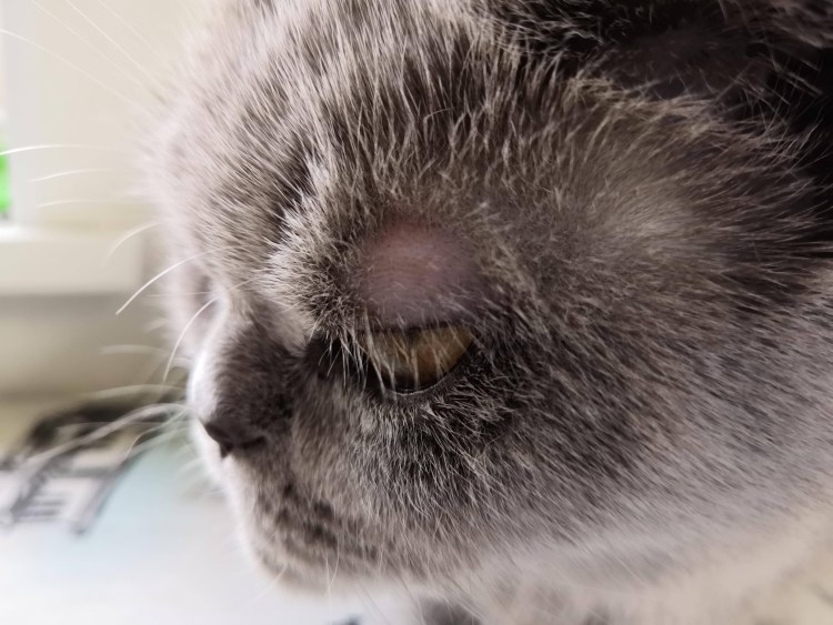 Абсцесс у котов на щеке