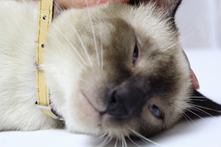 Кожные заболевания у кошек