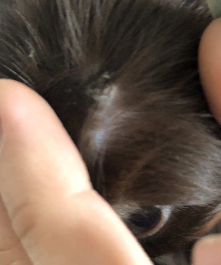 Новообразования у кошек