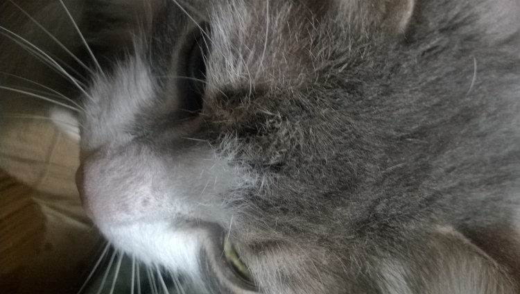 У кота опухла нижняя челюсть