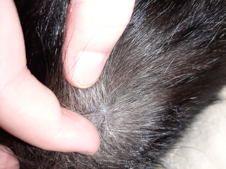 Чесоточный клещ (отодектоз)