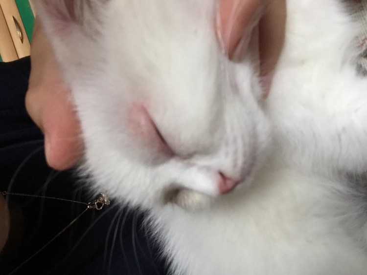 У кота на лапе проплешина