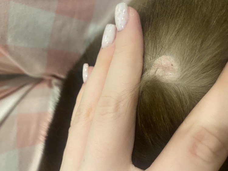 Проплешина на голове у собаки