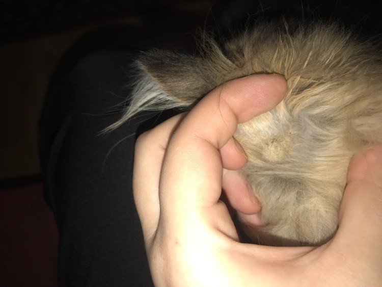 Коты с большим подбородком