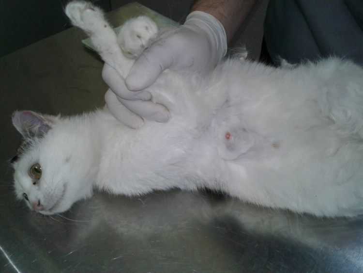 Кожные заболевания у кошек