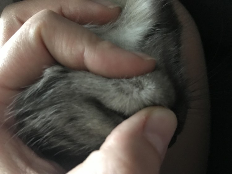 Хейлетиеллез (отрубевидная чесотка)