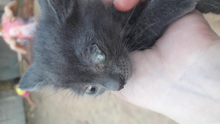 Залысины у кошки над глазами