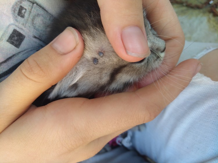 Черные болячки у кота на подбородке