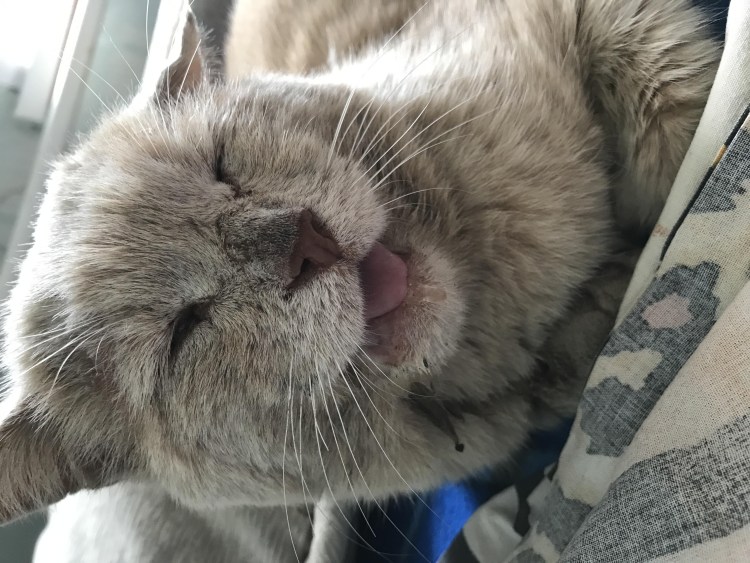 Залысины на голове у кота