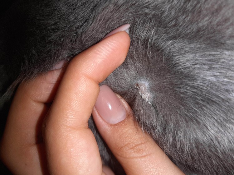 Саркоптоз демодекоз нотоэдроз