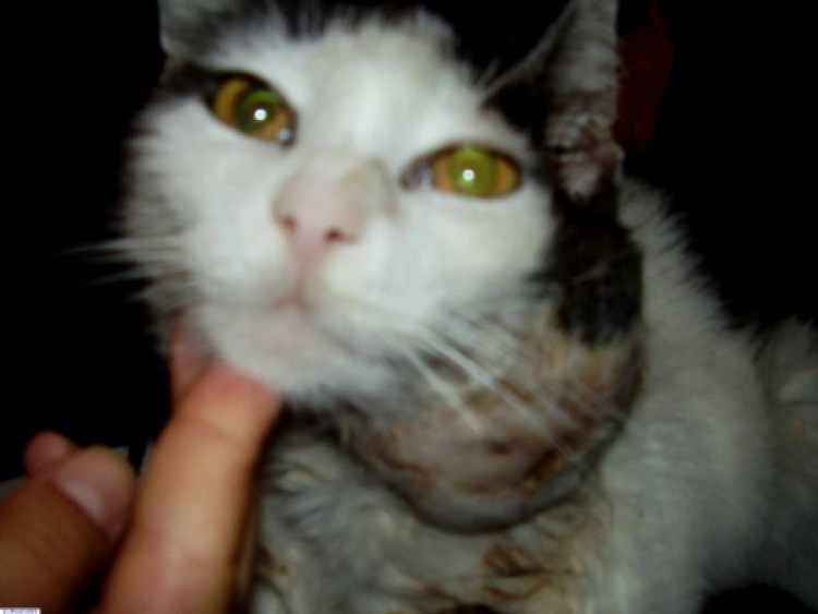 Фибромиосаркома у кошек