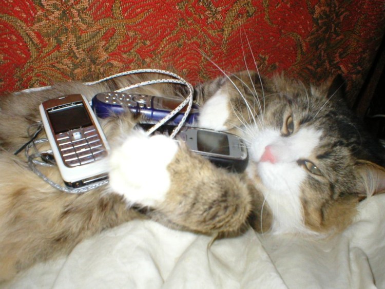 Котик за компьютером