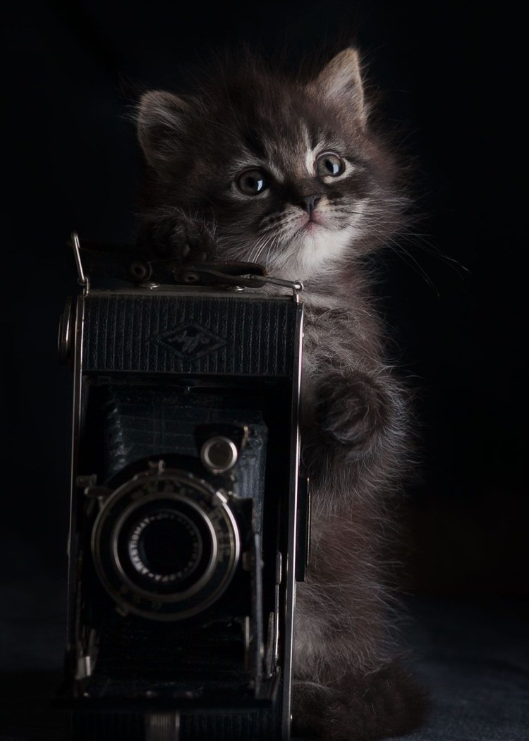 Кот за рабочим столом