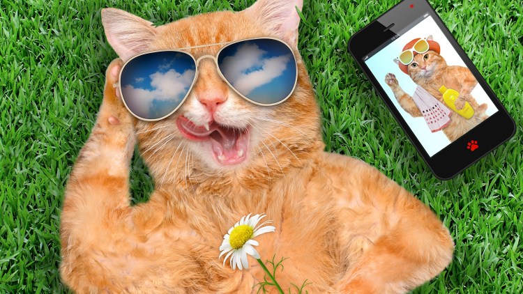 Прикольный рыжий кот