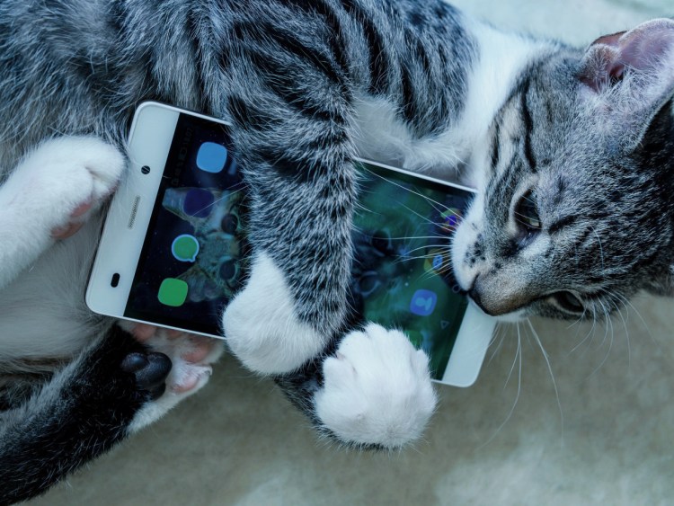 Коты с телефоном