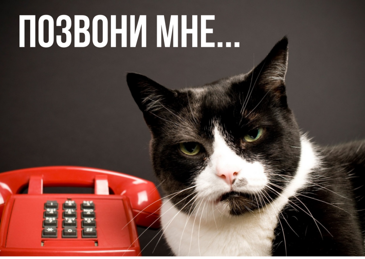 Кот с телефонной трубкой