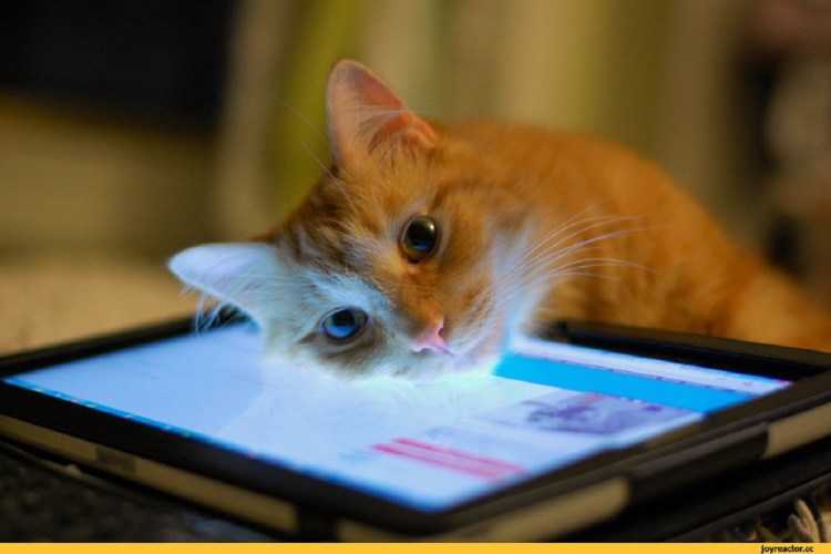 Кот за планшетом
