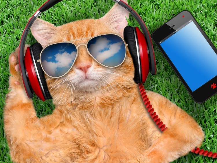 Рыжий кот в очках