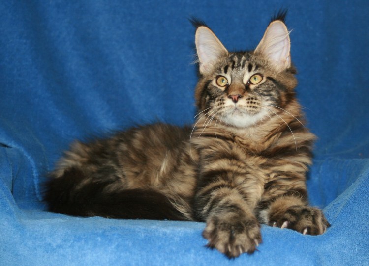 Вес кошки Мейн куна