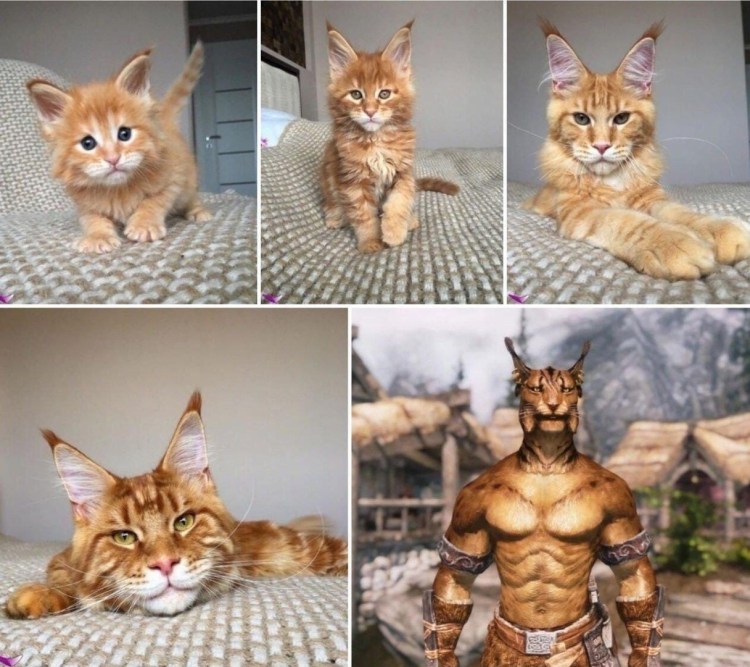 Норма кормления Мейн куна