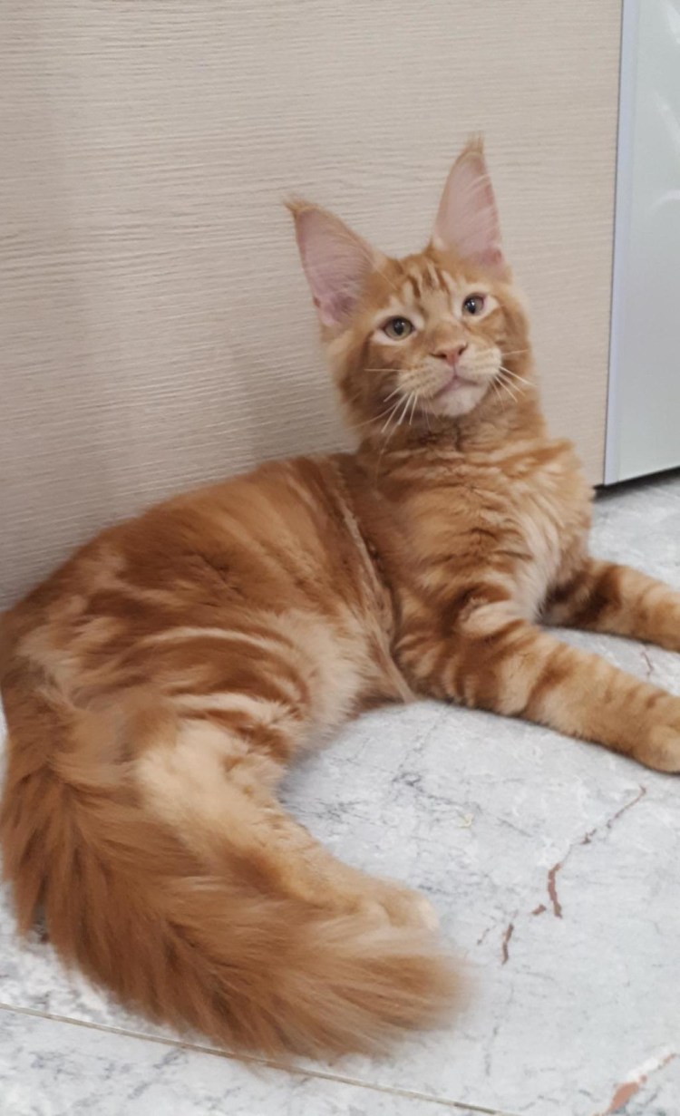 Вес кота породы Мейн кун по месяцам