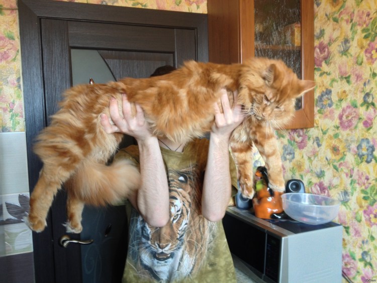 Кошка Мейн кун 6 месяцев