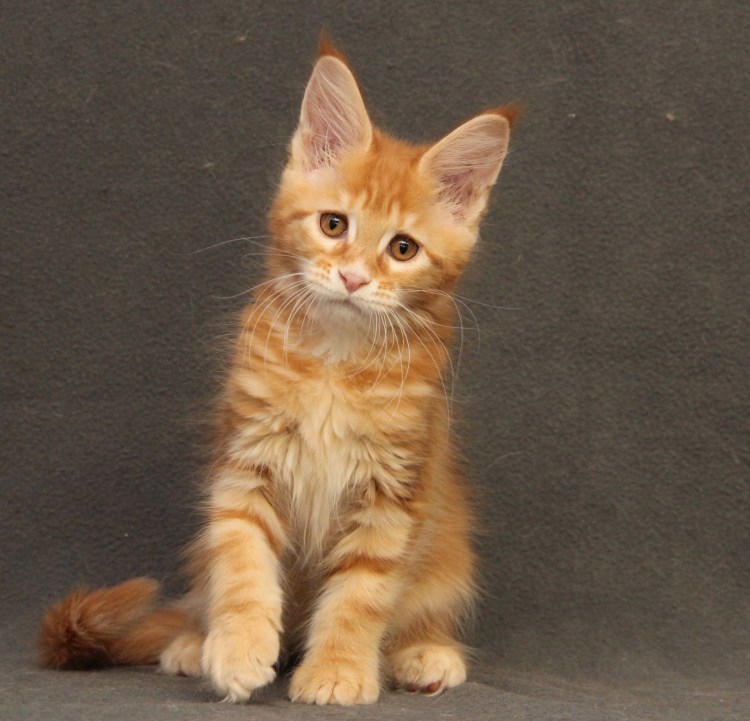 Стадии взросления Мейн куна