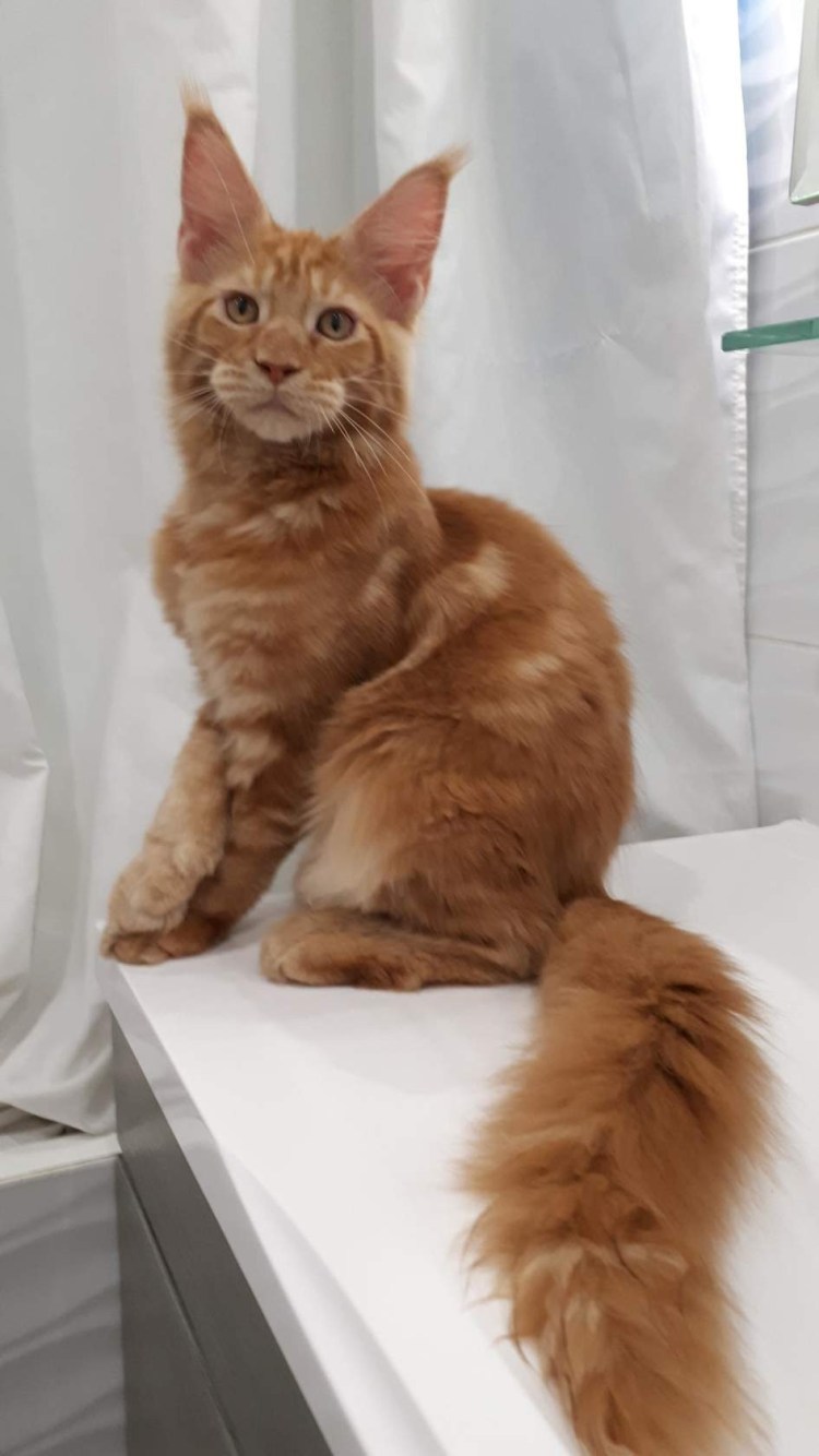 Мейн кун 5 месяцев