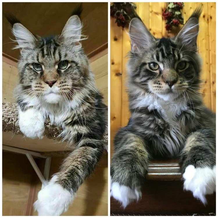 Мейн кун котенок 4 месяца рыжий