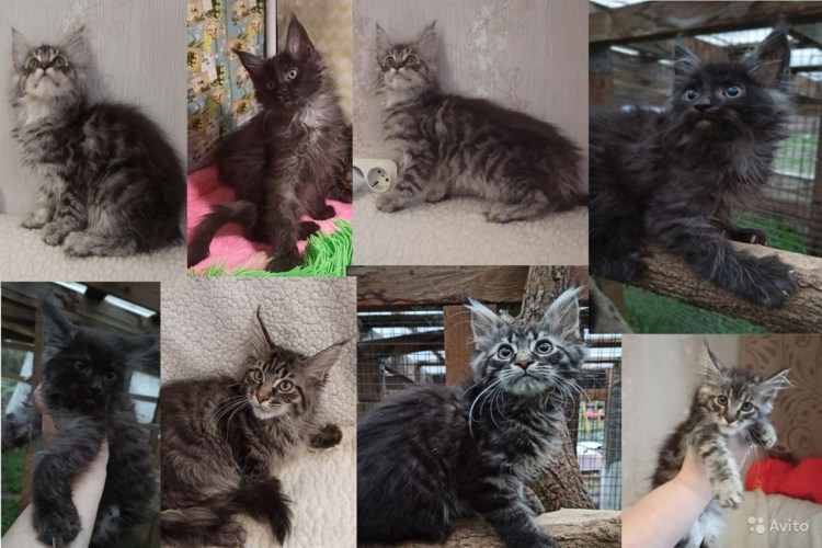 Размеры кота