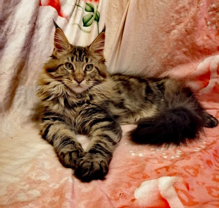 Котята Мейн куна 2 недели