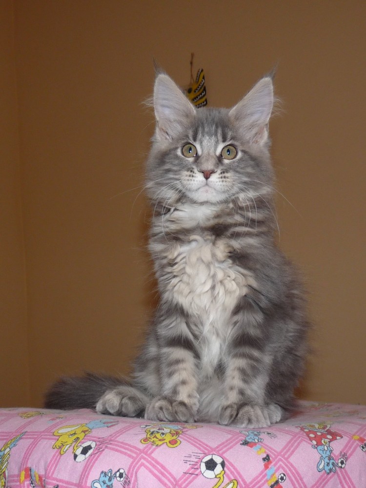 Витамины для котят майкуна