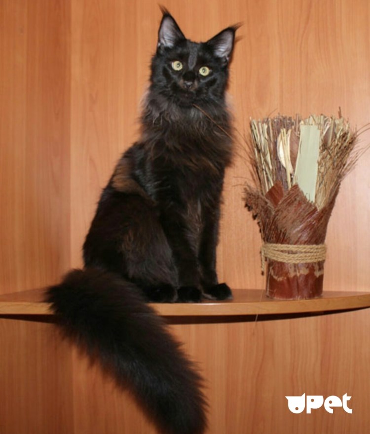 Американский и Европейский Мейн кун