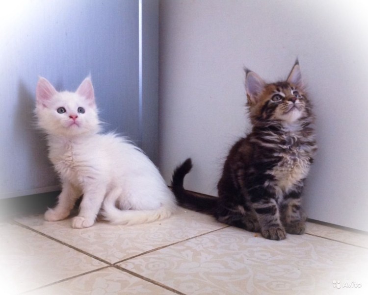 Семья черных Мейн кунов