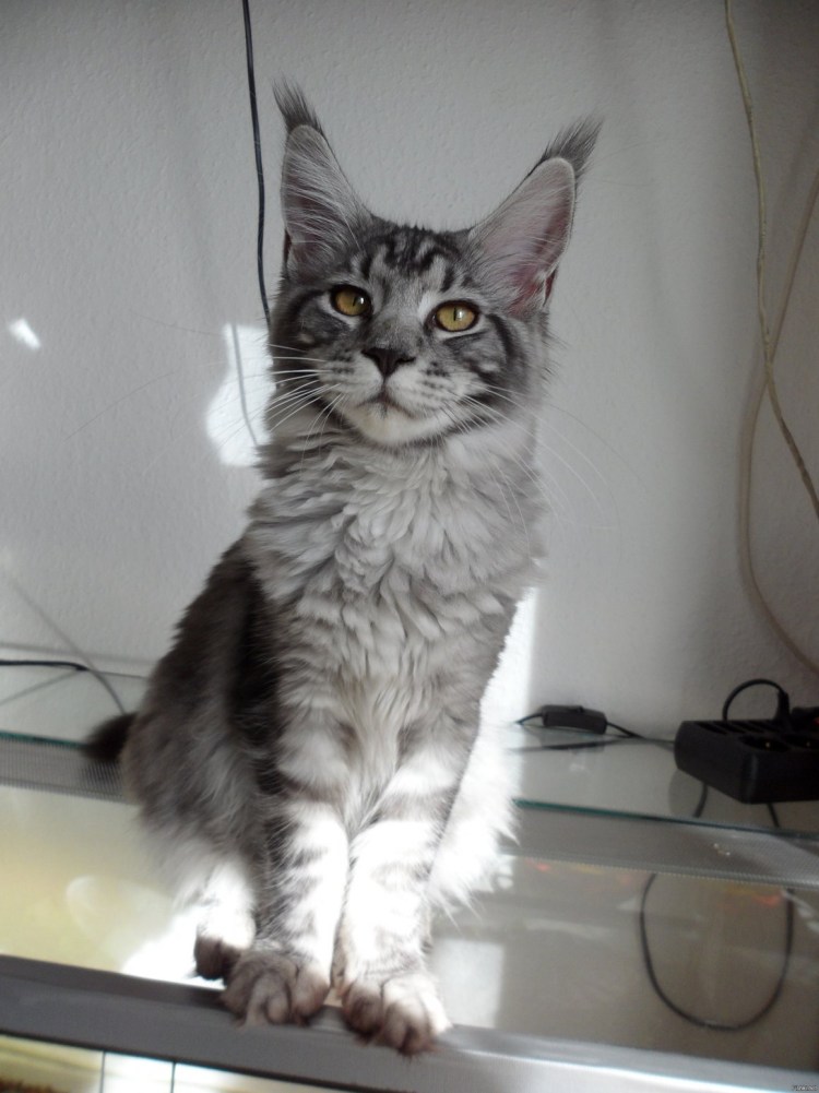 Кот Мейн кун 5 месяцев