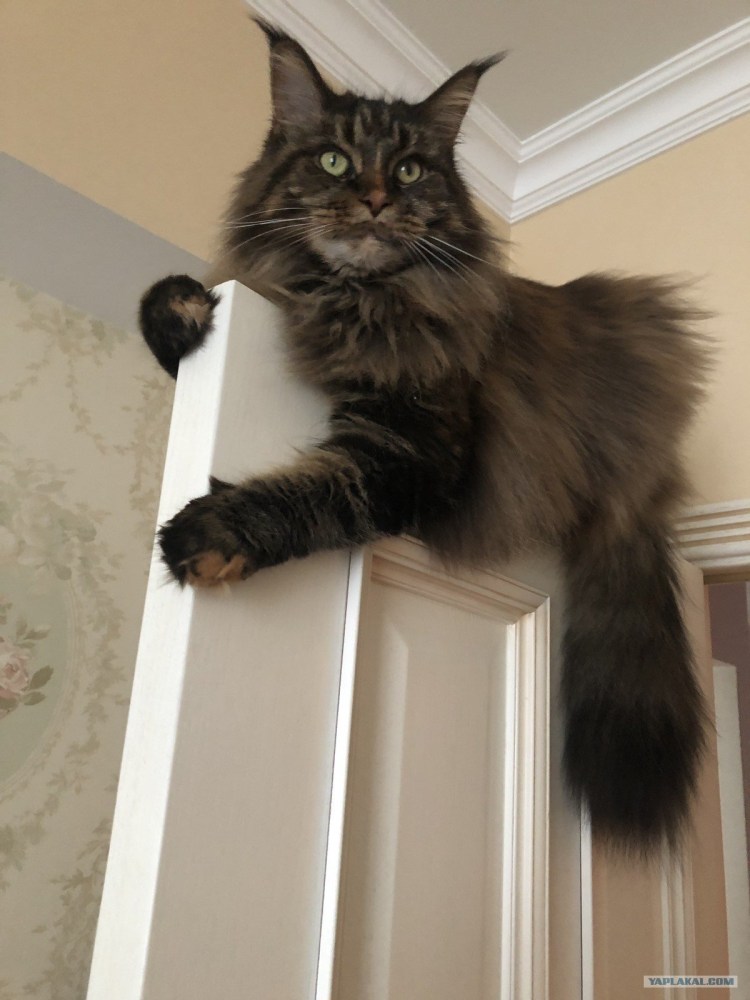 Рацион питания котенка Мейн куна