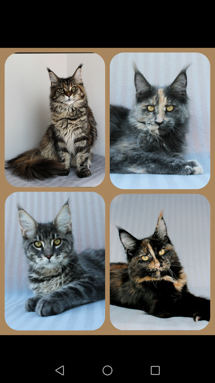 Малибу Мейн кун