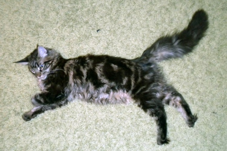 Мейн кун годовалый